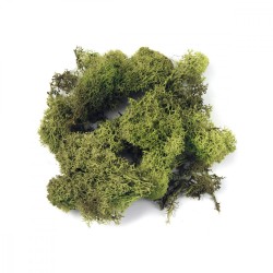 ΔΙΑΚΟΣΜΗΤΙΚΗ ΒΡΥΑ ΙΣΛΑΝΔΙΑΣ ΣΕ ΑΝΟΙΧΤΟ ΠΡΑΣΙΝΟ 30GR