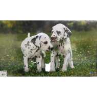 ΣΟΥΜΕΝ ΣΚΥΛΟΙ 59.8Χ36.5CM